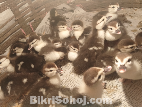 চি*না হাঁ*স